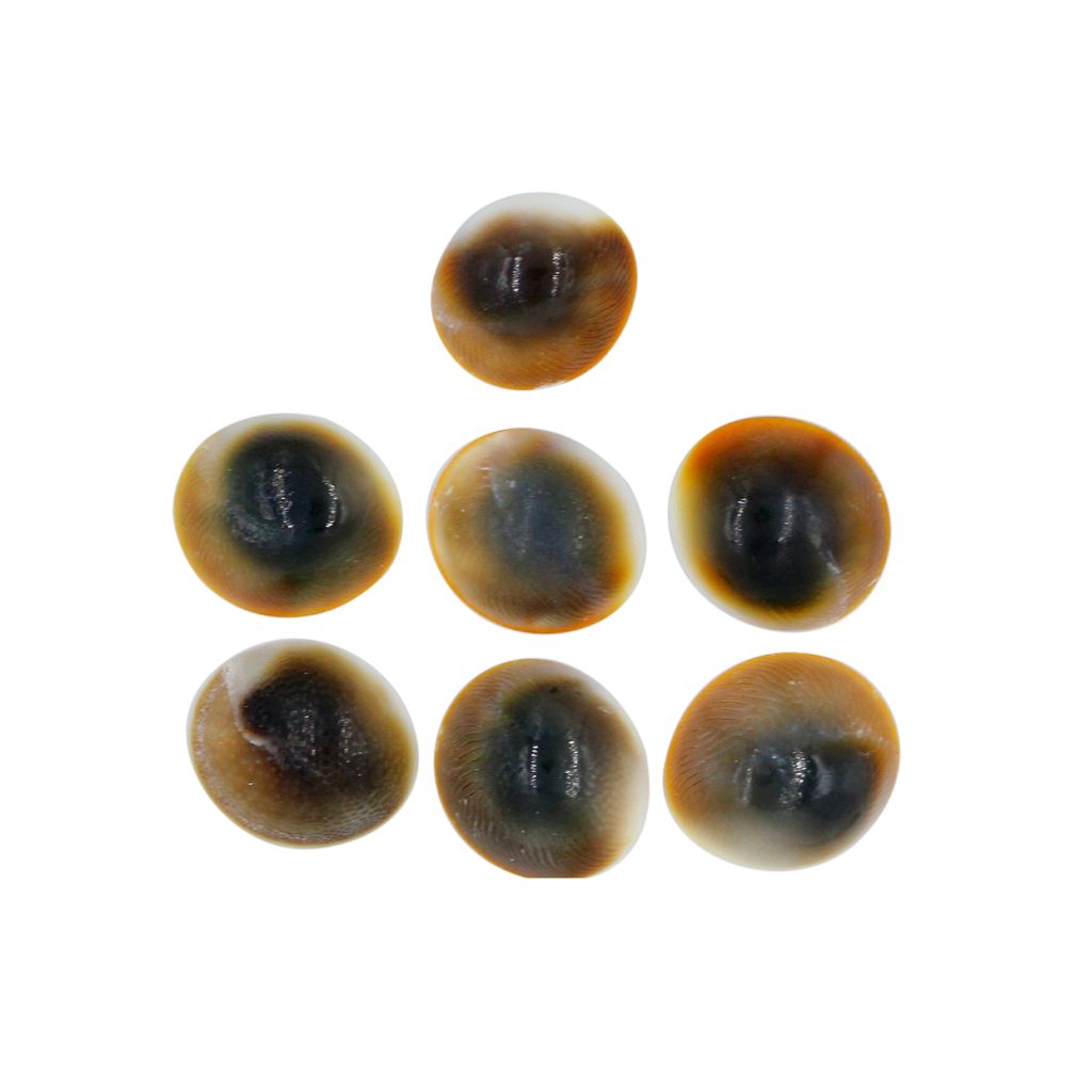 7 Pcs Gomti Chakra Shell for Wealth, Vastu & Puja
